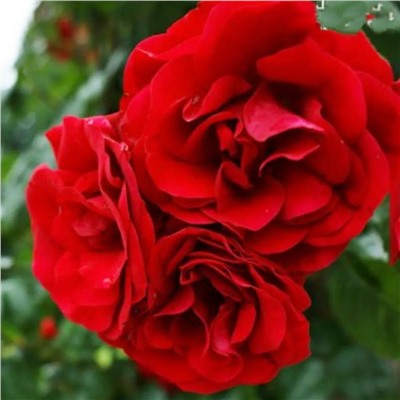Энцелад роза плетистая,окраска атласных лепестков ярко-красная, насыщенная.