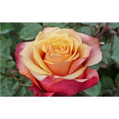 Черри Бренди роза чайно-гибридная, цветы бордово-оржанжевые.