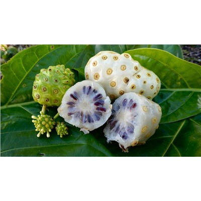Тайские фито-капсулы с экстрактом Нони для повышения иммунитета Kongka Herbs Noni Fruits Capsule, 100 шт.