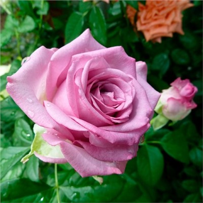 Кул Ватер роза чайно-гибридная, голубовато-лиловые,высорослый