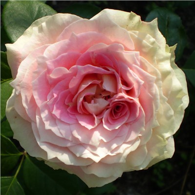 Юлий Цезарь роза плетистая, Лепестки с нежно-кремовой окраски с переходом к розовато-персиковом