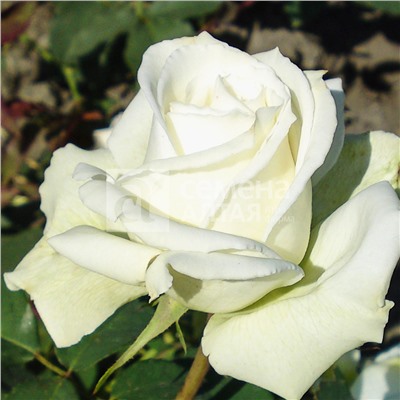 Айсленд чайно-гибридная роза, лепестки плотные, белые с зеленым оттенком.