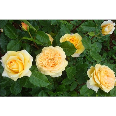 Дива роза светло-желтые цветки ПРЕМИУМ 1шт