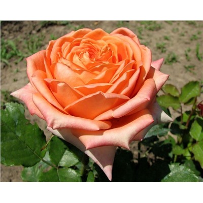 Эльдорадо чайно-гибридная роза, золотисто-желтые густомахровые цветки с лососево-оранжевыми тенями.