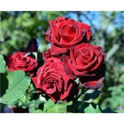 Лавли Ред чайно-гибридная роза,глубокого красного цвета.