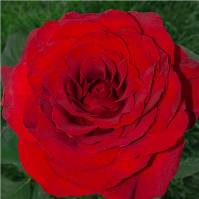 Либерти роза чайно-гибридная, цветы насыщенной темно-красной окраски.