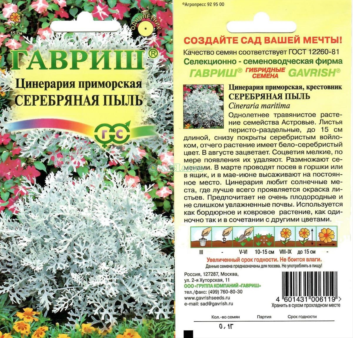 Приморские семена. Цинерария Приморская серебряная пыль. Цинерария Гавриш серебряная. Цинерария Приморская серебряная пыль Гавриш. Цинерария Приморская Андромеда растение.