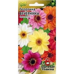 Георгина Вечеринка