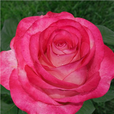Хай Канди чайно-гибридная, цветки необычной розово-белой окраски с более светлой обратной стороной.