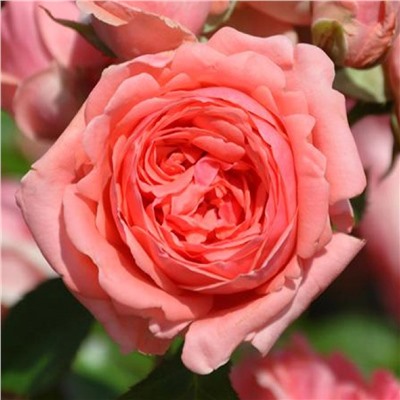 Кимоно роза шраб,розовые бутоны.