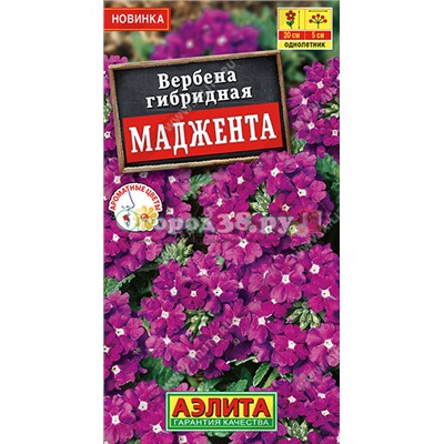 Вербена Маджента 10шт