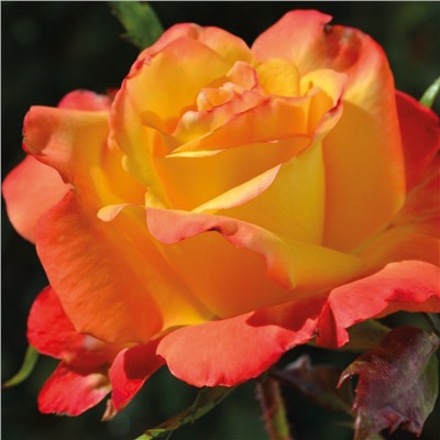 Пина Колада роза чайно-гибридная, золотисто-желтые лепестки к кончикам становятся румяно-розовыми.