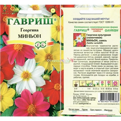 Георгина Миньон смесь 0,3г (40-50см)