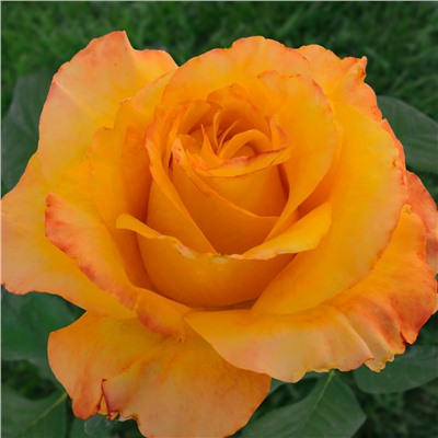 Леонора роза чайно-гибридная,от нежно-желтой с розовым румянцем или оранжево-розовой.