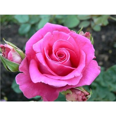 Равель роза чайно-гибридная,цвет розовый