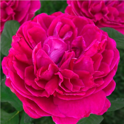 Корвус роза центифольная (столепестковая), пурпурно-бархатистые лепестки.