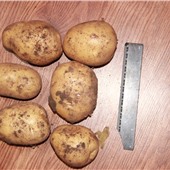 картошка со своего огорода