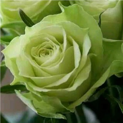 Лавли Грин роза чайно-гибридная бледно-зеленая.