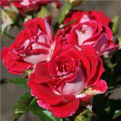 Руби Стар роза чайно-гибридная. Лепестки насыщенно-розовой, цикламеновой окраски, атласные