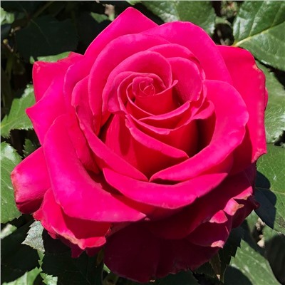 Кюрасао роза чайно-гибридная,неоновой окраски с высоким бокалом.