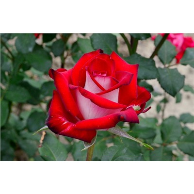 Осирия роза чайно-гибридная, красно-белая