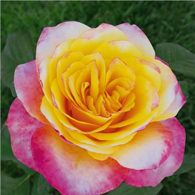 Маффин роза светло-желтые лепестки с розовым краемчайно-гибридная 1шт