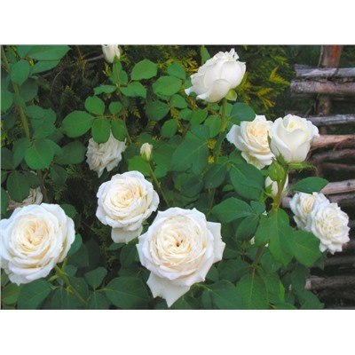 Анастасия чайно-гибридная роза, цвет белый