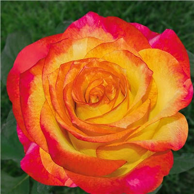 Лето роза чайно-гибридная, лепестки желтые с красно-малиновым краем.
