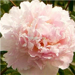 Пион Шифон Парфе бледно-розовый махровый (С+)